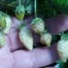White Soul Alpine Strawberry -Zone Trees Store 270278300