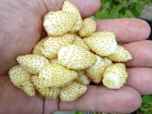 Pineapple Crush Alpine Strawberry 3 Pineapple Crush Alpine Strawberry