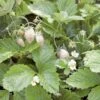 White Solemacher Alpine Strawberry -Zone Trees Store 360496280