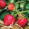 Eclair Strawberry 1 Eclair Strawberry -Zone Trees Store 39621 PK 20