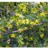 Black Topaz™ Currant -Zone Trees Store 4802
