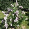 Belle De Nancy Lilac 1 Belle De Nancy Lilac -Zone Trees Store 515px Syringa vulgaris Belle de Nancy 2018 05 04 0369