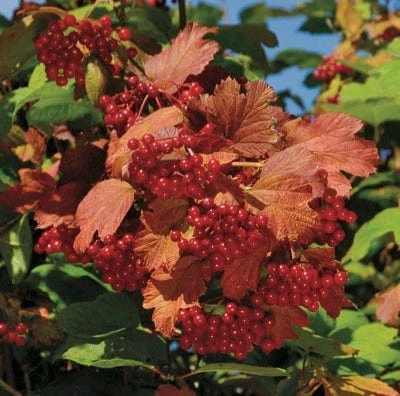 Kalinka™ Highbush Cranberry 3 Kalinka™ Highbush Cranberry