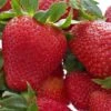 Honeoye Strawberry 2 Honeoye Strawberry -Zone Trees Store 719UuI GOL