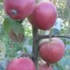 Frequin Rouge Cider Apple -Zone Trees Store A325S 160x240 crop center gigapixel low res scale 2 00x 24c00162 a29c 4274 bffd 35c12c410b36