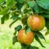 Honeycrisp And Melrose Apple Bundle (3 Trees) -Zone Trees Store AdobeStock 352763355.0 scaled 72d0dca4 cac7 4686 b484 3a605e2f0061