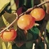 Prairie Dawn ™ American Persimmon -Zone Trees Store American Persimmon