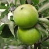 Granny Smith Apple -Zone Trees Store Apple Malus GrannySmith fruit 1024x1024 c3d3f268 e660 408a 8cb9 a236746f0837
