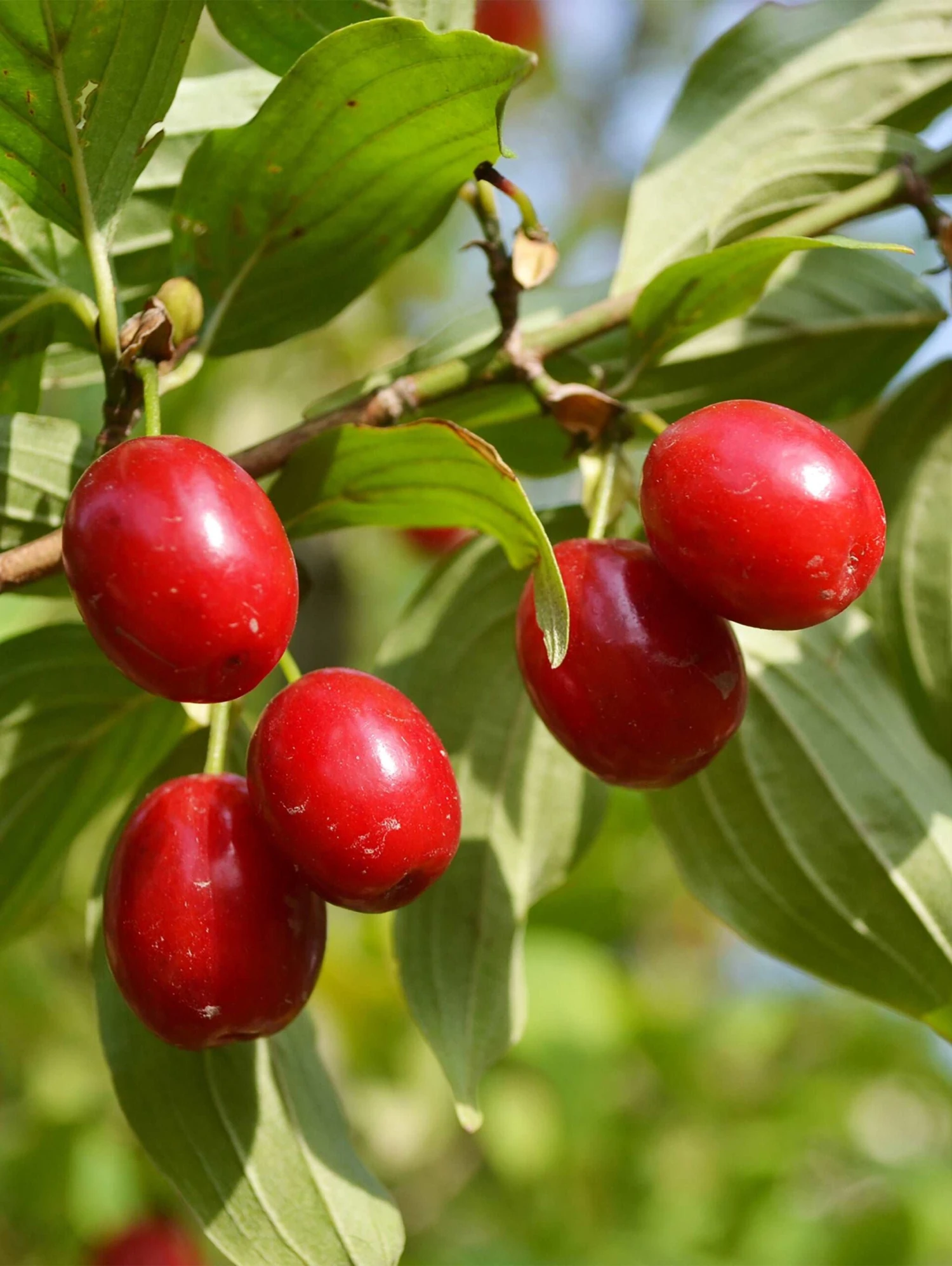 Coral Blaze ™ Cornus Mas 2 Coral Blaze ™ Cornus Mas