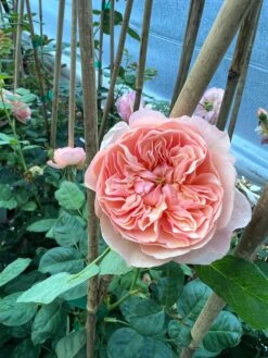 FLAVORETTE™ Honey-Apricot Rose 8 FLAVORETTE™ Honey-Apricot Rose -Zone Trees Store D523EFDA 5A0E 479B 842A 2757DCD6376E