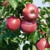 Enterprise Apple -Zone Trees Store EnterpriseApple1 1024x1024 22289015 5591 4000 b95f ca64bbd7baac