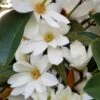 Michelia Doltsopa "Fairy White" -Zone Trees Store Fairy magnolia White