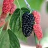 Black Beauty Fruiting Mulberry -Zone Trees Store Gold Mop Cypress 1