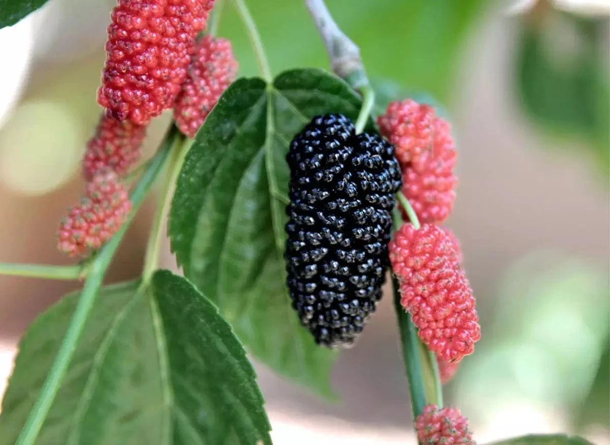 Black Beauty Fruiting Mulberry 3 Black Beauty Fruiting Mulberry