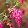 King Edward VII Flowering Currant -Zone Trees Store KingEdwardVIIRibes