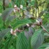 Dawn Viburnum -Zone Trees Store M081 gigapixel standard scale 6 00x 886f0d28 ab38 42b3 87a6 6bc00b3e75b5