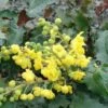 Tall Oregon Grape Holly -Zone Trees Store MAH aquafolium 1024x672 1