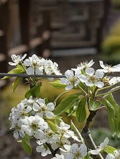 Moonglow Pear 6 Moonglow Pear -Zone Trees Store MoonGlow Pyrus communis flower JoyWeeseMoll ccbync20