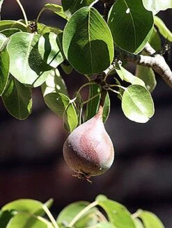 Moonglow Pear 7 Moonglow Pear -Zone Trees Store MoonGlow Pyrus communis leaffruit Jean ccby20