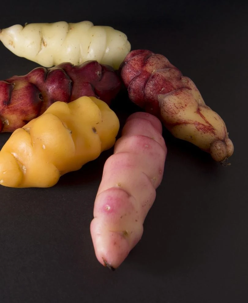 Oca Tubers 3 Oca Tubers