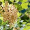 White Grape White Currant -Zone Trees Store P5H6XE 920x613 05ccf937 43ec 43f7 bf30 5748a75b5096