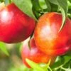 Pacific Prideâ„¢ Nectarine 2 Pacific Prideâ„¢ Nectarine -Zone Trees Store PacificPrideNectarine 1