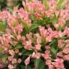 Alpha Peach Kisses™ Weigela -Zone Trees Store PeachKissesWeigela
