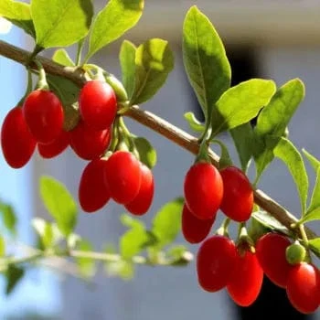 Red Empress™ Goji Berry 3 Red Empress™ Goji Berry