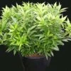 Fragrant Valley™ Himalayan Sweet Box -Zone Trees Store SARsid1front copy 1024x862 1