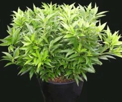 Fragrant Valley™ Himalayan Sweet Box