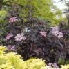Black Beauty Elderberry -Zone Trees Store Sambucus Nigra Black Beauty