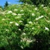 American Elderberry -Zone Trees Store Sambucus canadensis