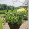 Alpha Bushel And Berry® Sapphire Cascade® Blueberry -Zone Trees Store SapphireCascade2 1
