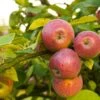 Apple Combo (4 Varieties) -Zone Trees Store Shutterstock 1931241200