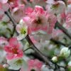 Toyo Nishiki Flowering Quince 2 Toyo Nishiki Flowering Quince -Zone Trees Store ToyoNishikiimage