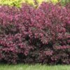 Alpha Wine & Roses® Weigela 1 Alpha Wine & Roses® Weigela -Zone Trees Store WeigelaWineRoses1 1080 1080 60