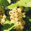Zitavia Currant -Zone Trees Store White Currants Best Varieties Growing Guide Care Problems and Harvest FI