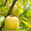 Ananas Reinette Apple 2 Ananas Reinette Apple -Zone Trees Store a083d