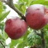 Belmac Apple -Zone Trees Store a100 belmac 2 1