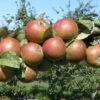 Granniwinkle Cider Apple 1 Granniwinkle Cider Apple -Zone Trees Store a387 granniwinkle p 27