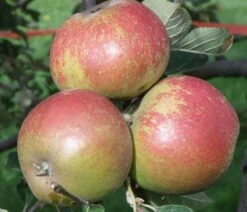 Karmijn De Sonnaville Apple -Zone Trees Store a420 karmijn de sonnaville 1