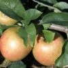 Jonagold Apple Tree -Zone Trees Store a460jonagold apples 1