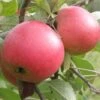 Queen Cox Self-Fertile Apple -Zone Trees Store a581 2