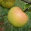Roxbury Russet Apple -Zone Trees Store a628 roxbury russet 1