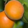 Chinese Sweet Pit Apricot -Zone Trees Store apricots c476 chinese sweet pit