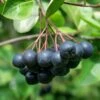 McKenzie Aronia -Zone Trees Store aronia 4 1 4d2cca65 c295 4edb 8eaa 6461b27e22b4
