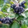 Raintree Select Aronia 2 Raintree Select Aronia -Zone Trees Store aroure