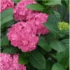 Let's Dance ¡Arriba!® Reblooming Hydrangea 1 Let's Dance ¡Arriba!® Reblooming Hydrangea -Zone Trees Store arriba2