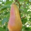 Abbe Fetel European Pear 2 Abbe Fetel European Pear -Zone Trees Store b025 abbe fetel 1