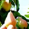 Arganche European Pear -Zone Trees Store b037 araganche 1